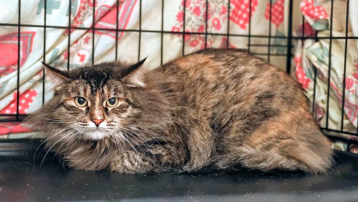 То ли манул, то ли Мейн-кун 