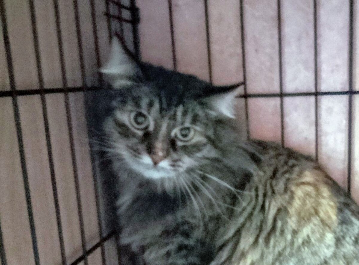 Лиза-сканер думает о жизни