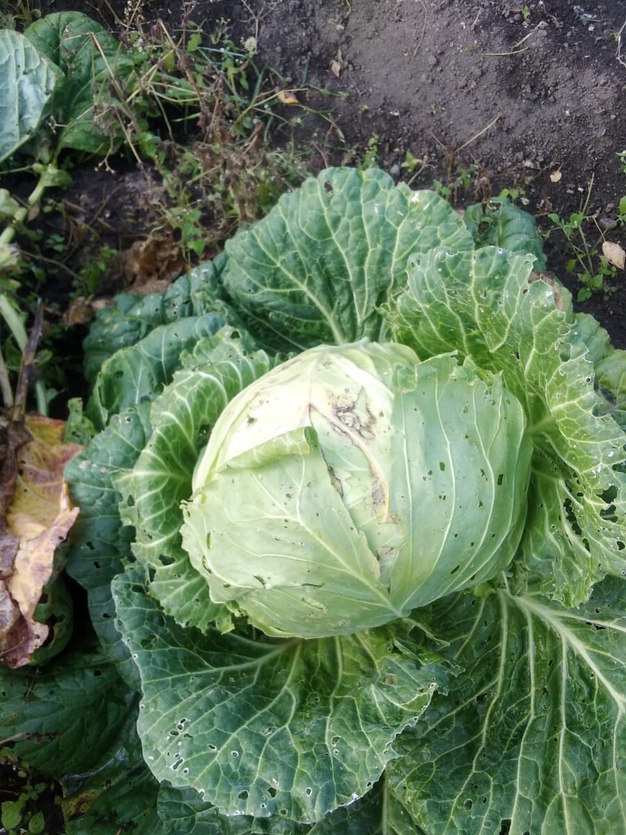 Вот она огородная красавица