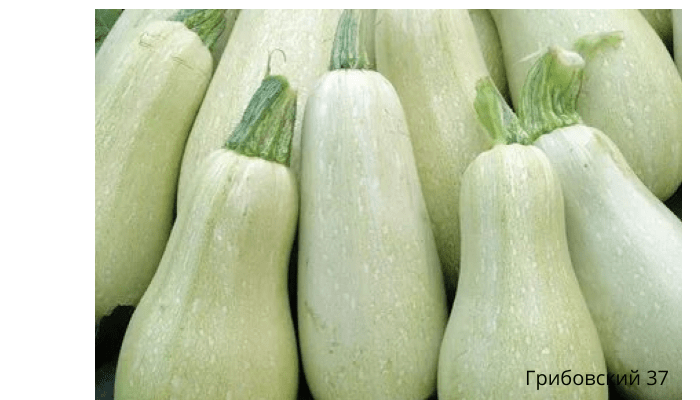 Грибовский 37