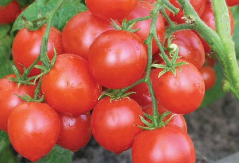 Какие томаты сею в апреле и получаю достойный урожай вкусных плодов