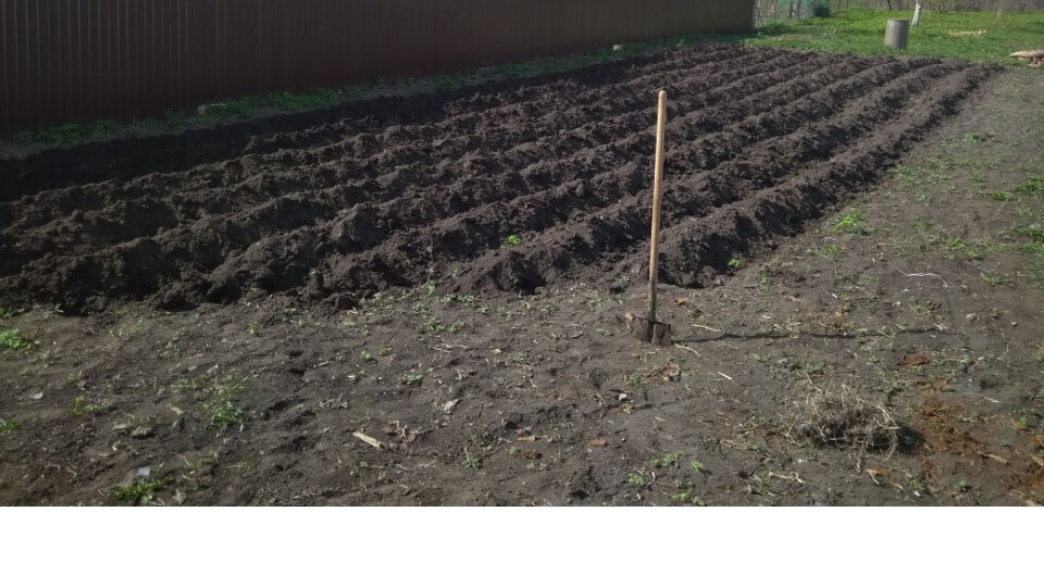 В первый год посадили тут картошку, съесть столько не смогли. Бесполезный труд.