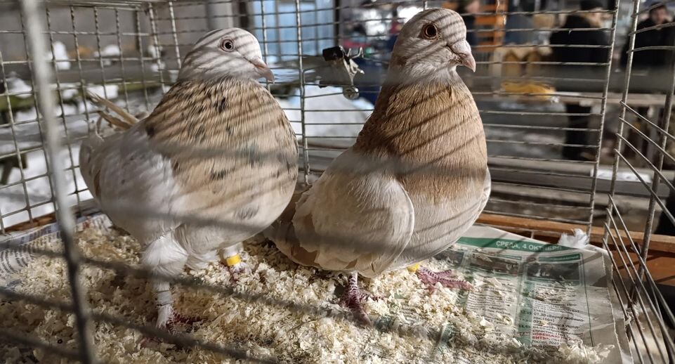    Ольга Антонова