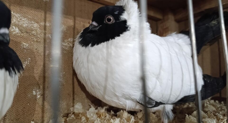 Листайте вправо, чтобы увидеть больше изображений