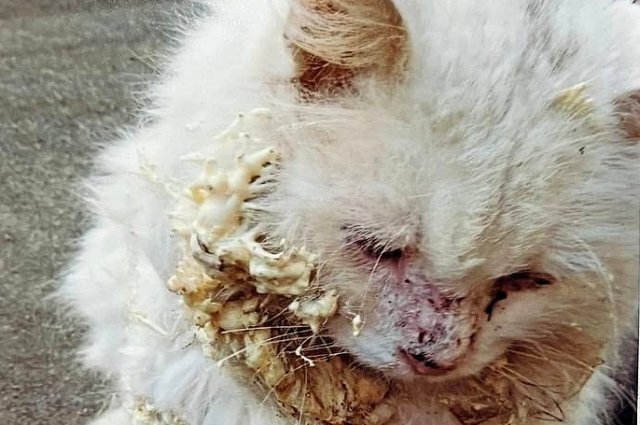    Нанесение монтажной пены на кошку – преступление.