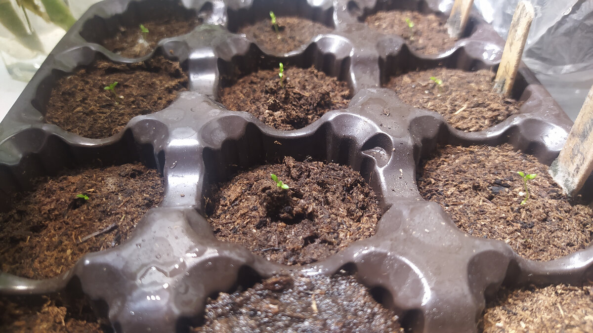 Мои эустомки сегодня