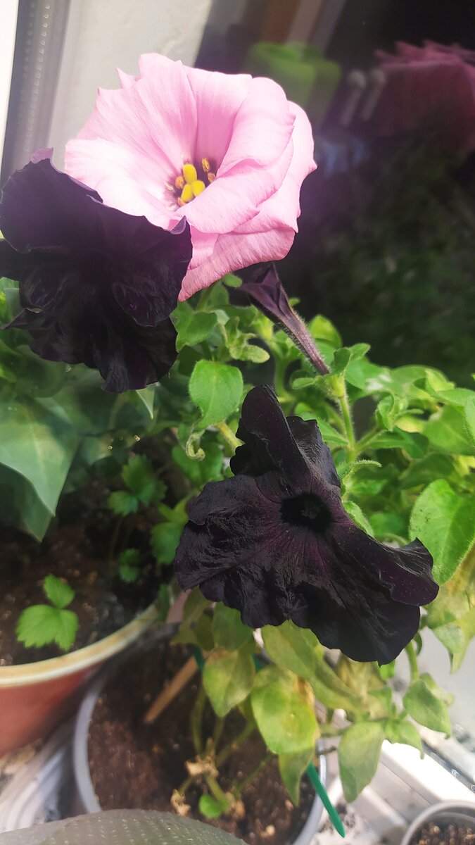 И моя низкорослая Леди Маргаретт вместе с петунией. Ей пошёл третий год