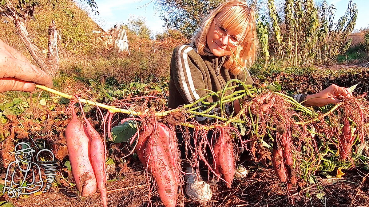 Урожай батата, выросший после запоздалой июньской посадки длинных черенков-плетей. Более крупные корне-клубни оборвались и лежат на земле. Но и их можно увидеть в одном из фильмов в подборке ниже.
