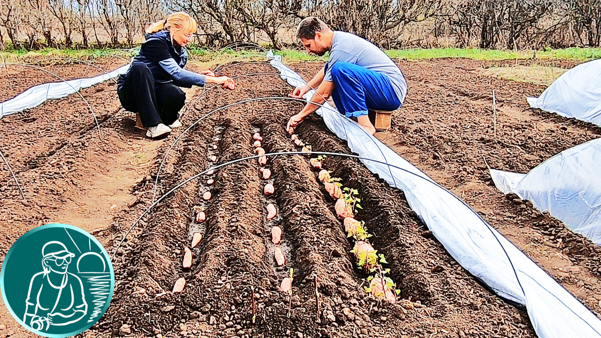 Да, это мы сажаем клубни батата в парник нашей конструкции. Сажаем, чтобы получить урожай в том числе и из этих клубней, и из длинных черенков-плетей, которые вырастут на этих клубнях.