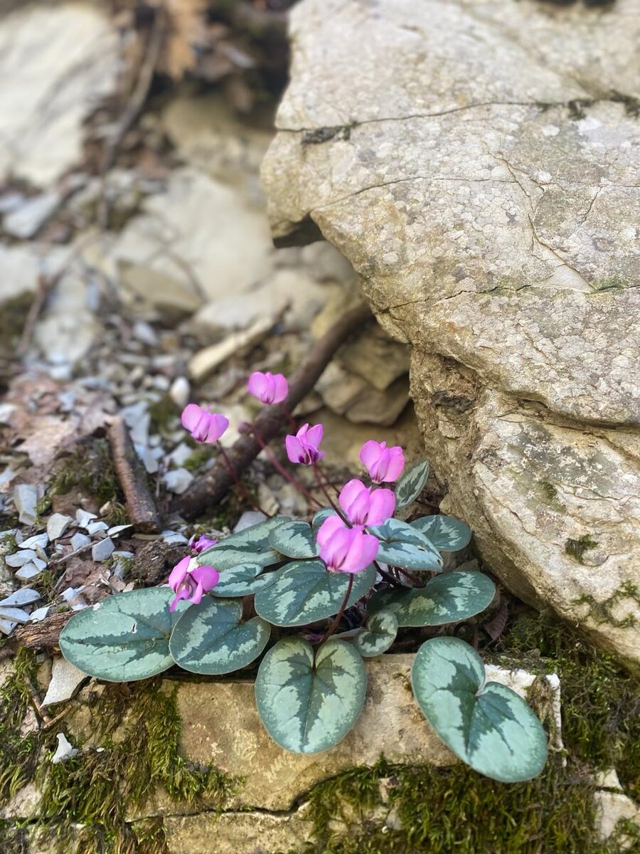 Весенние первоцветы в Мамедовом ущелье