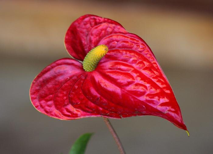 Как заставить антуриум зацвести