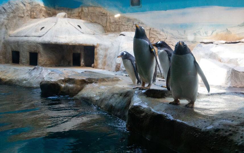 Сейчас пингвинам в Московском зоопарке сбежать не получится/ © metronews.ru
