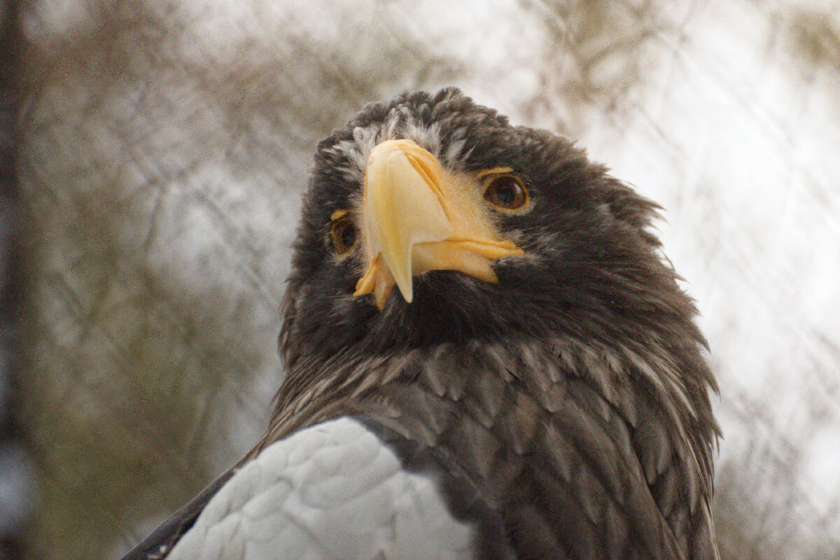 Гордая птица. Орлан белоплечий. Обитатель зоопарка. Фото автора.