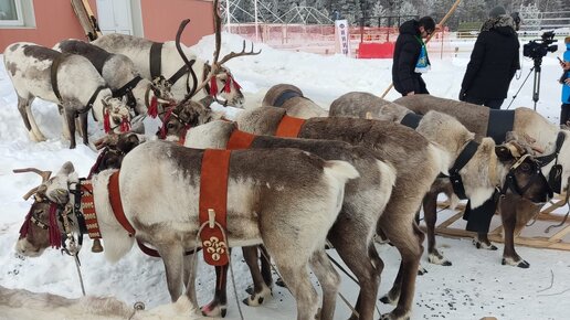 Конкурс профессионального мастерства оленеводов 2 марта 2024. Ханты-Мансийск.🌲🦌🌲