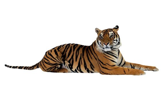 К чему именно снится тигр?