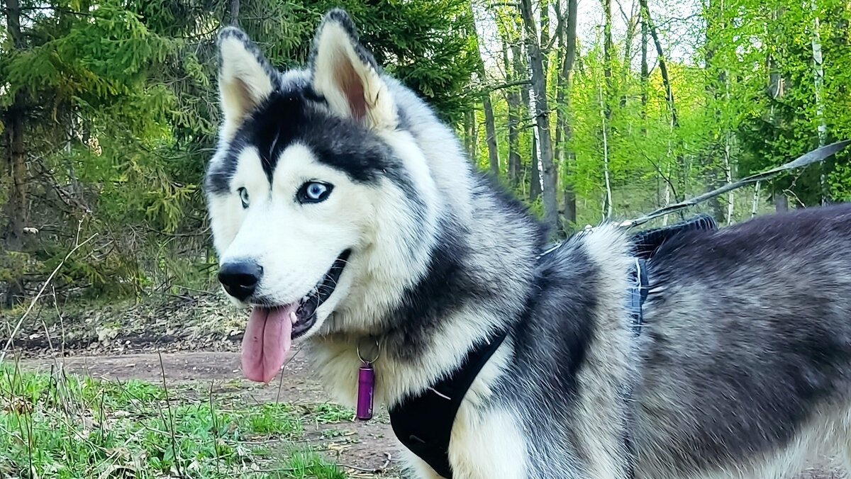 Хаски по имени Мани