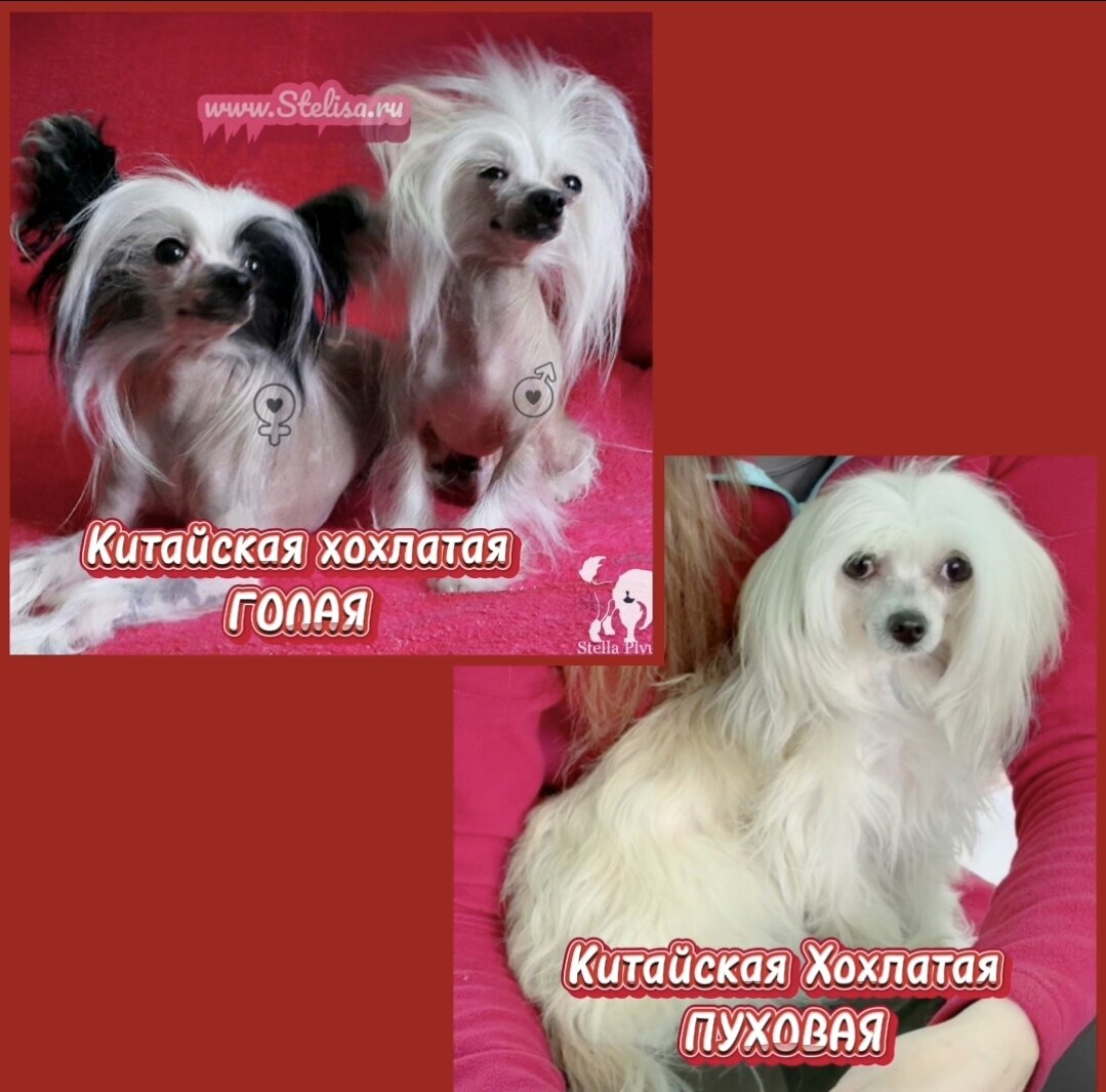 Китайская Хохлатая голая и пуховая.
