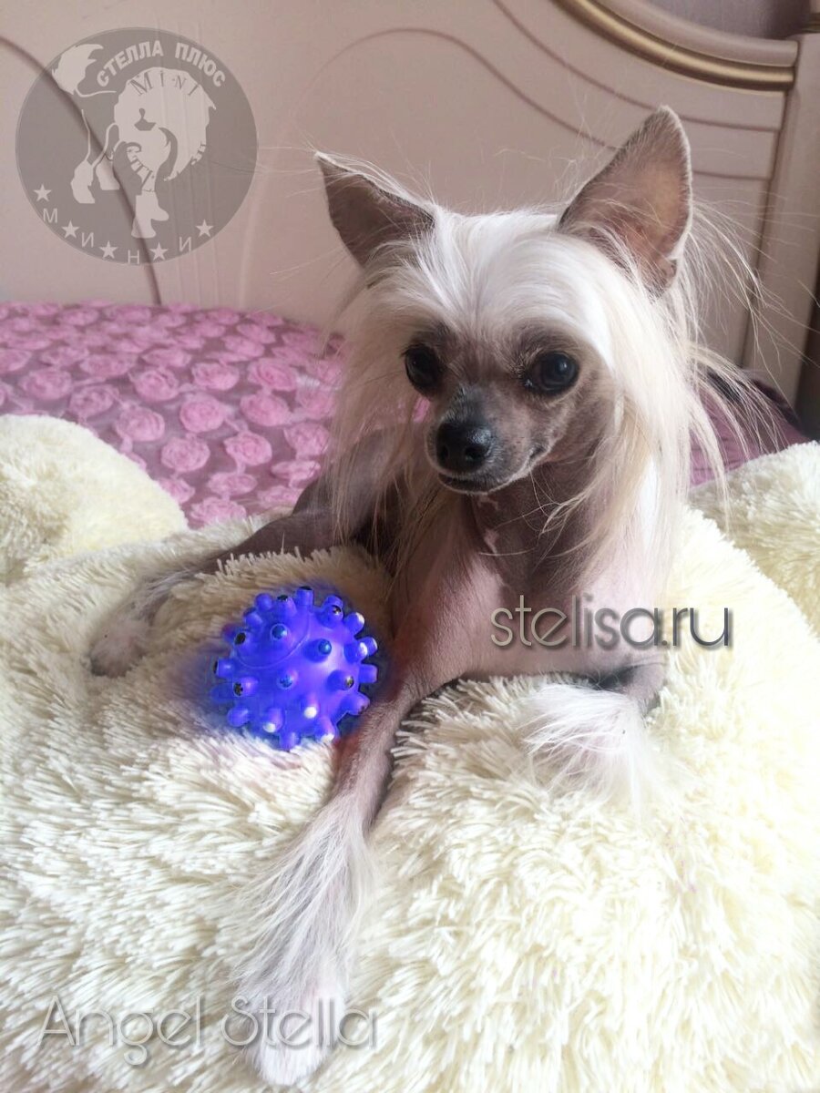 Китайская хохлатая / Chinese Crested Dog