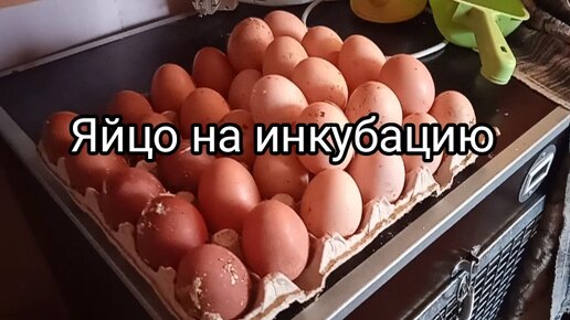 СОБИРАЮ ЯЙЦО НА ИНКУБАЦИЮ, НОЧАМИ МОРОЗЫ ЕЩЁ ЕСТЬ.