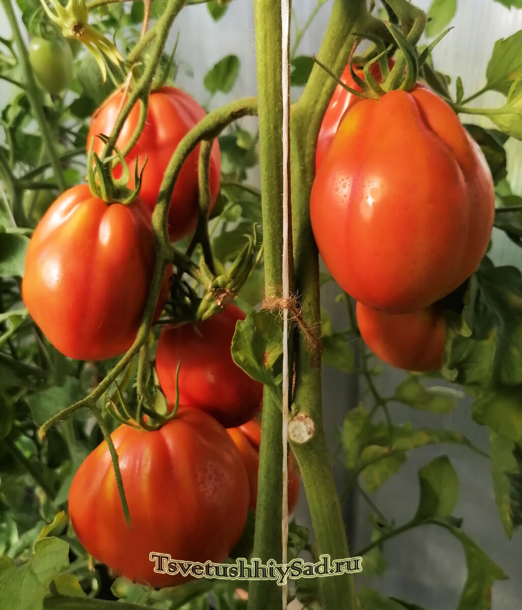 Томат Пузата хата