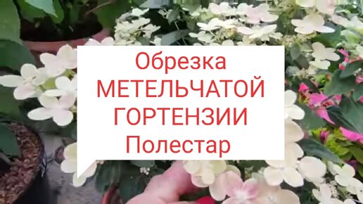 Обрезаю метельчатую гортензию Полестар 🌿