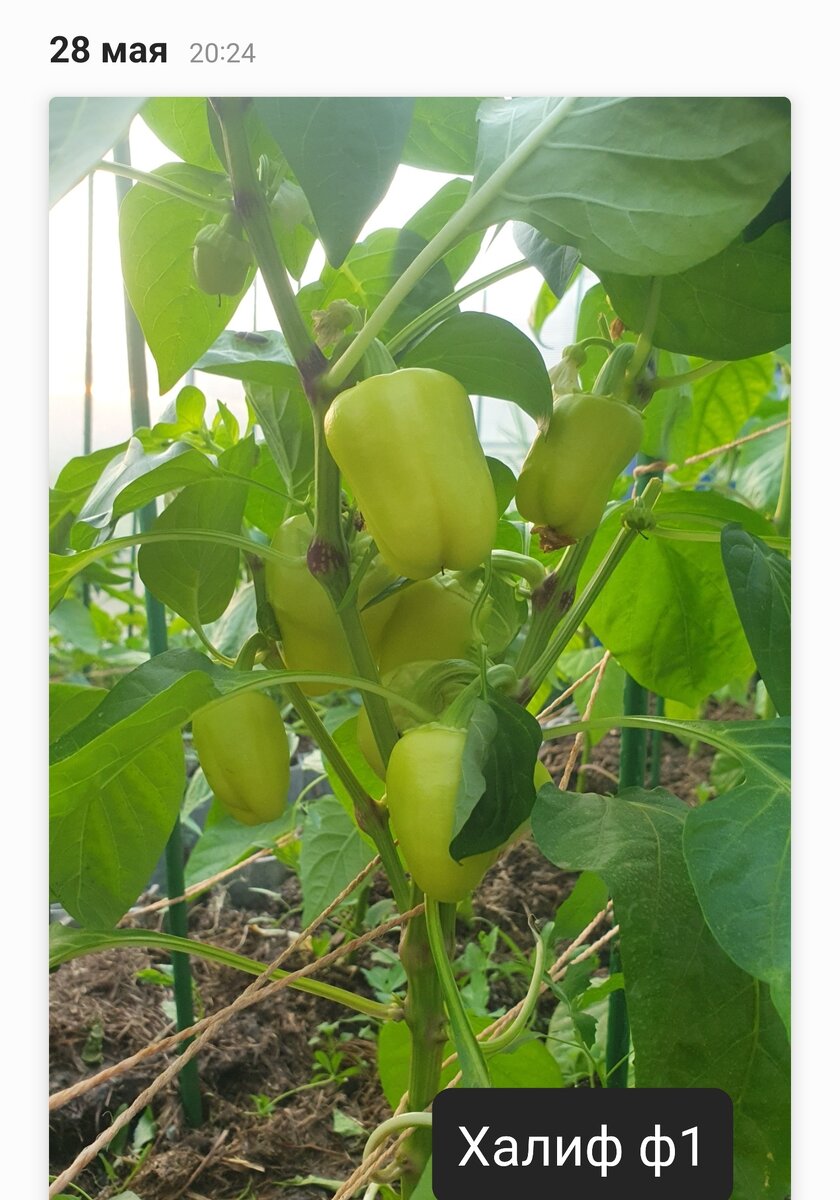 Прошлый год всходы были 1 марта. В этом году - 1 марта только посеяла.