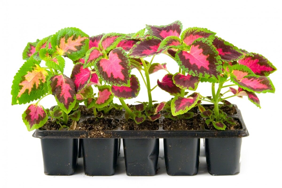 колеус блюме рассада. когда сажать колеусы на рассаду. колеус золотой рассада. росток колеуса. когда сажать колеусы на рассаду.