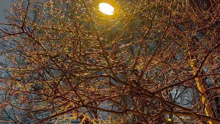    Какая погода будет в марте 2024 в ЦФО: два арктических вторжения на фоне тепла