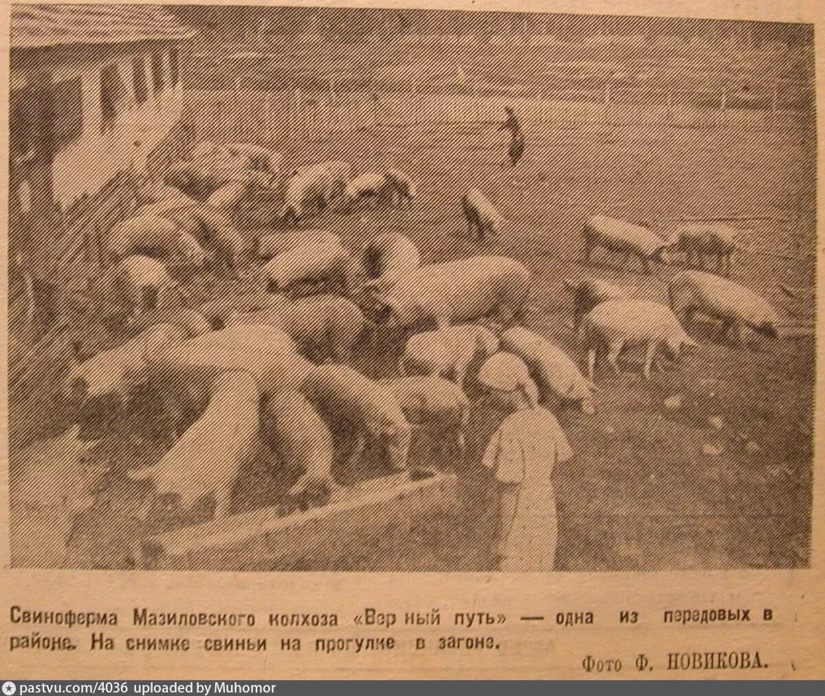 Свиноферма Мазиловского колхоза "Верный путь", 1937-1939. Примерно между современной Малой Филёвской улицей и рельсами метро. С сайта www.pastvu.com.