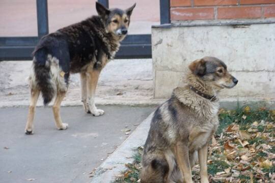    Дети отбили одноклассника у бродячей собаки