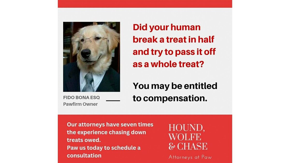 кот золотой и щенок казя журнал. черный кот и золотистый ретривер тест. черная кошка и золотистый ретривер. черный кот и золотистый ретривер тест. золотистый ретривер черный длинношерстный.