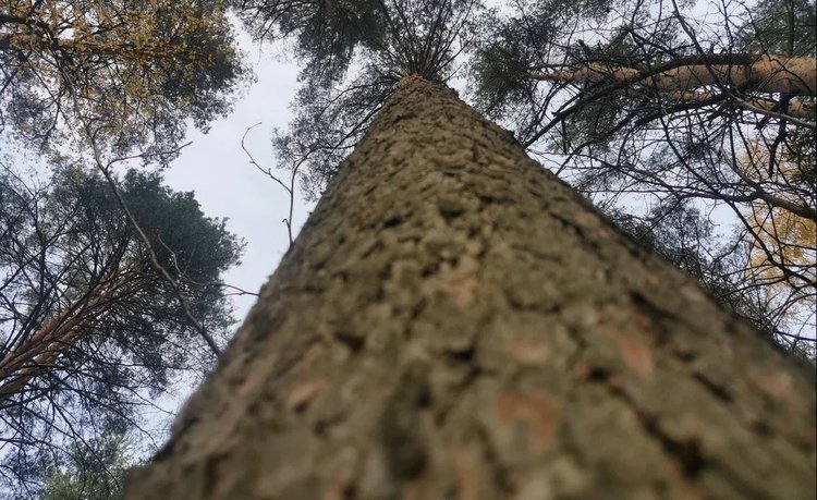    Непригодные для аграриев земли в Саратовской области отводят под посадку лесов