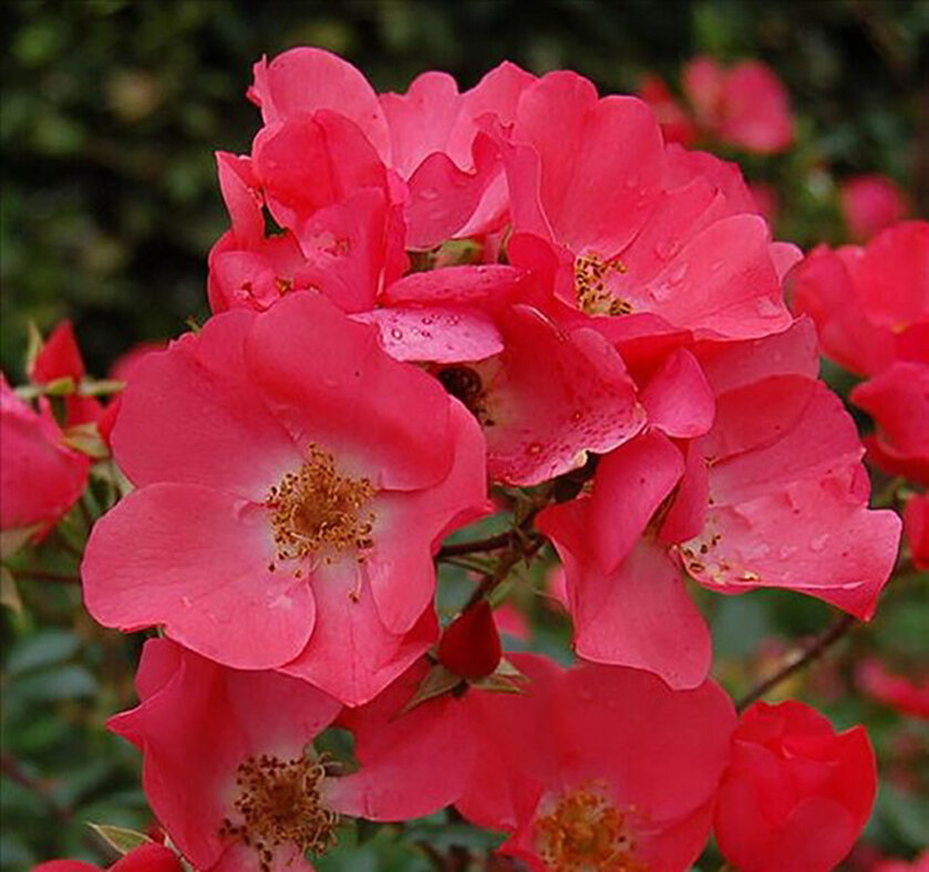 Alfabia (NOAla, Alafabia, Flower Carpet Coral, Coral Flower Carpet), Noack Германия, 2001, Почвопокровные (Groundcover)