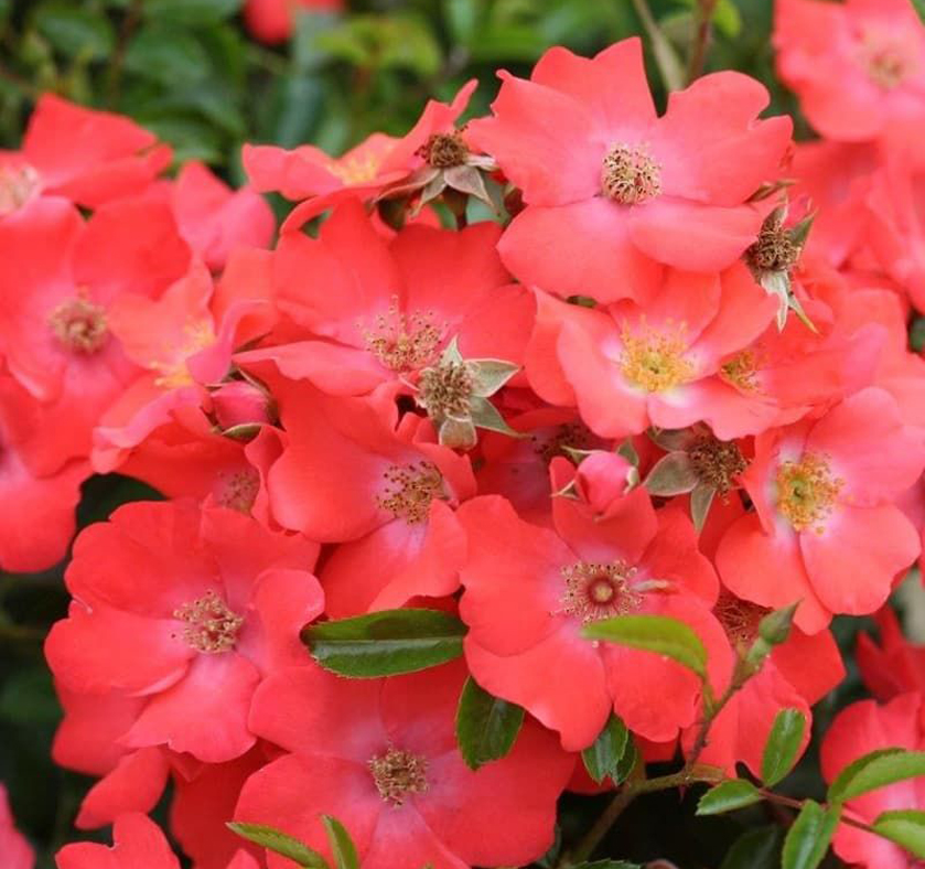 Alfabia (NOAla, Alafabia, Flower Carpet Coral, Coral Flower Carpet), Noack Германия, 2001, Почвопокровные (Groundcover)