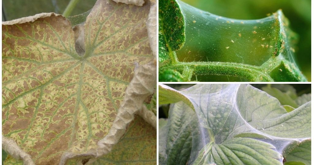 Паутинный клещ на огурцах