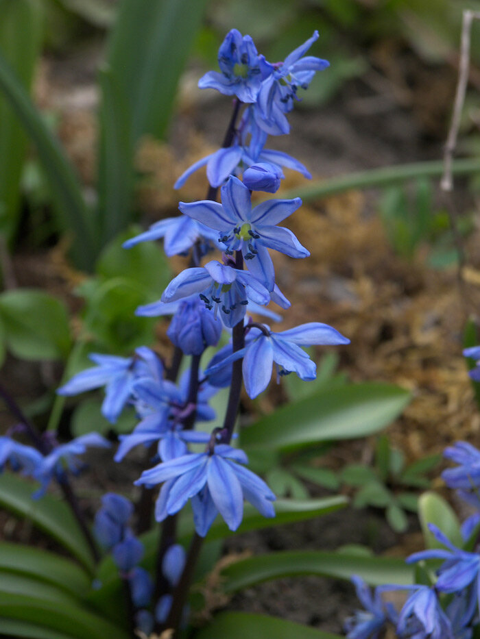 Scilla ingridae Пролеска Ингрид