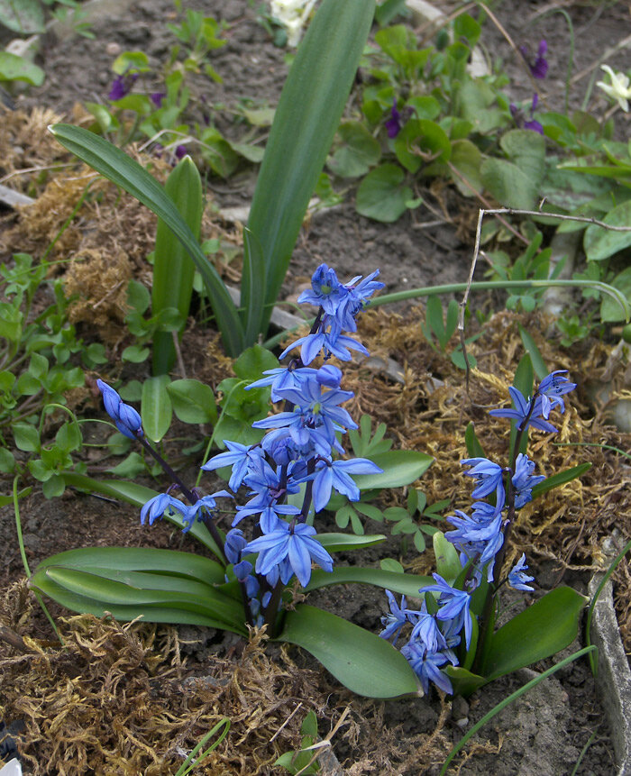 Scilla ingridae Пролеска Ингрид, цветение в моем саду 8 апреля 2015.