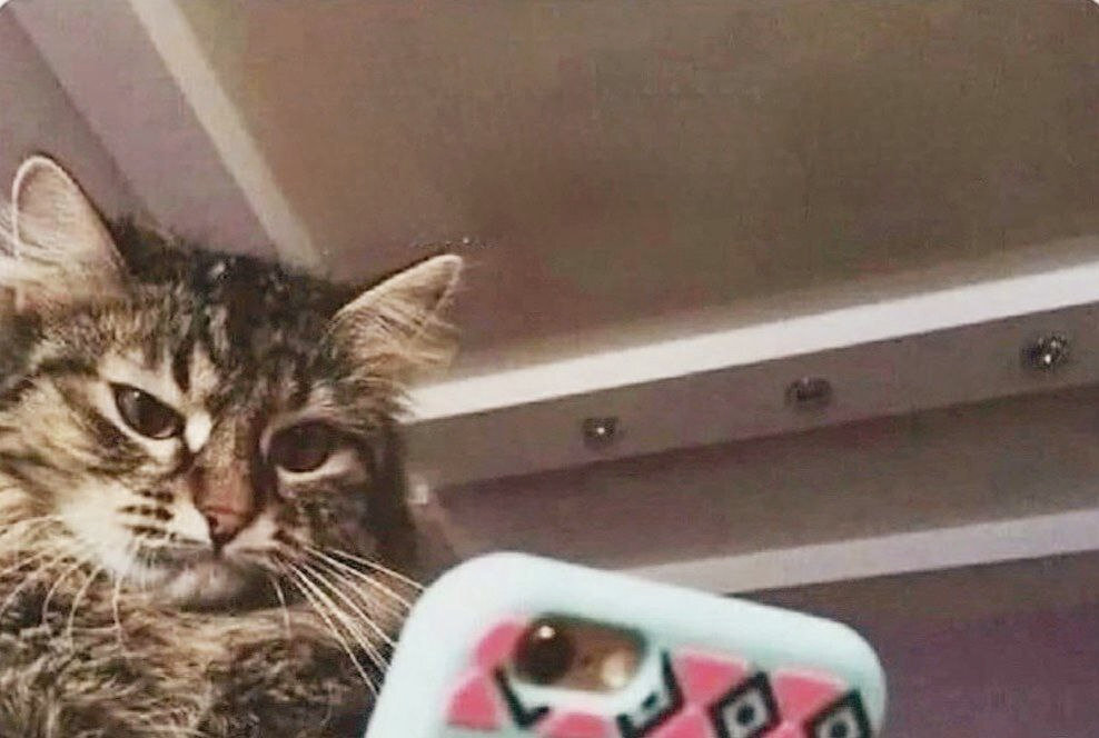 Впечатляющие возможности Дзена для кросс-постинга отражаются на моём лице