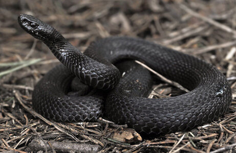 Гадюка из средней полосы России