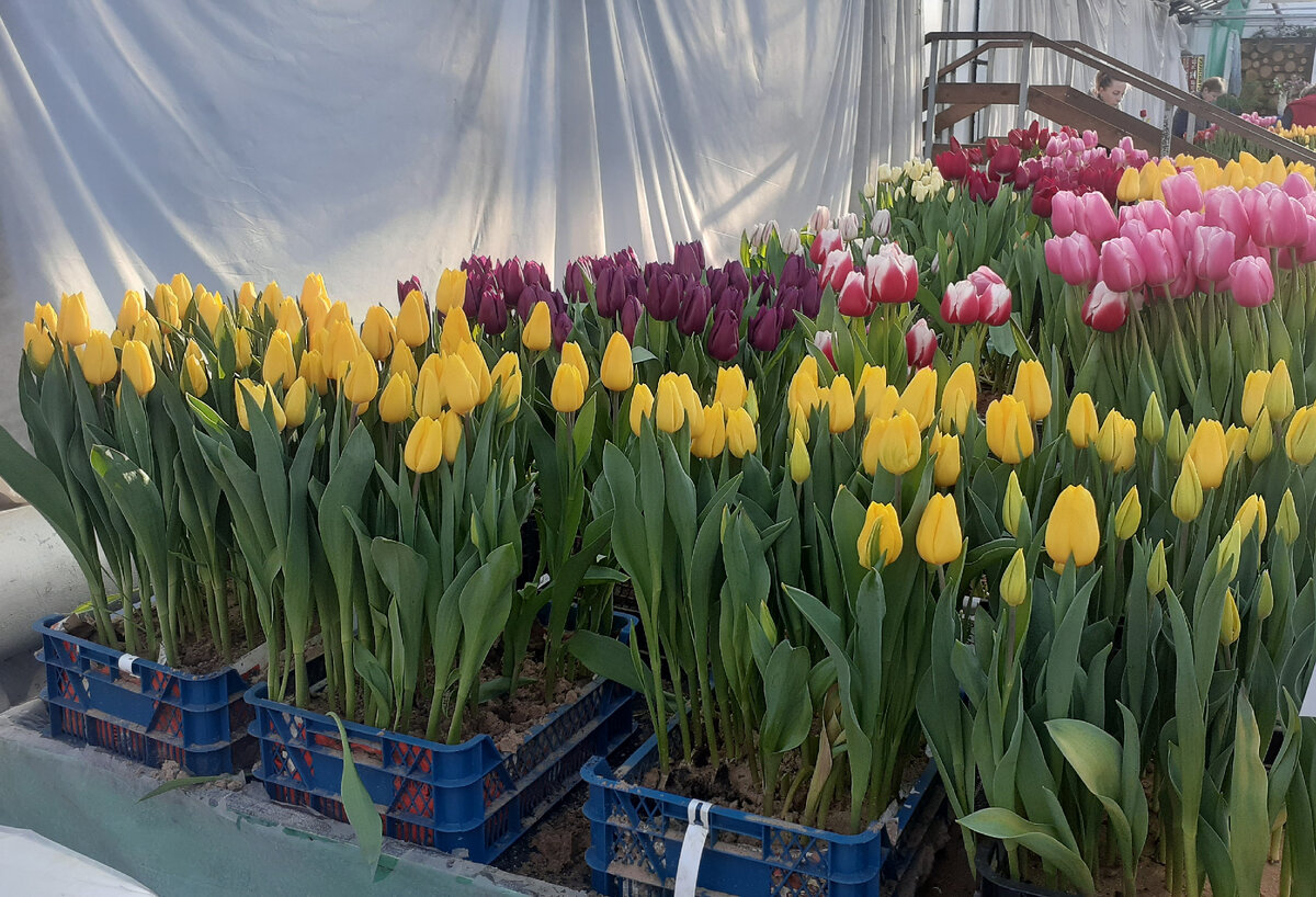 Не Светофором единым. Весенний бал тюльпанов | Вилка бюджетника | Дзен