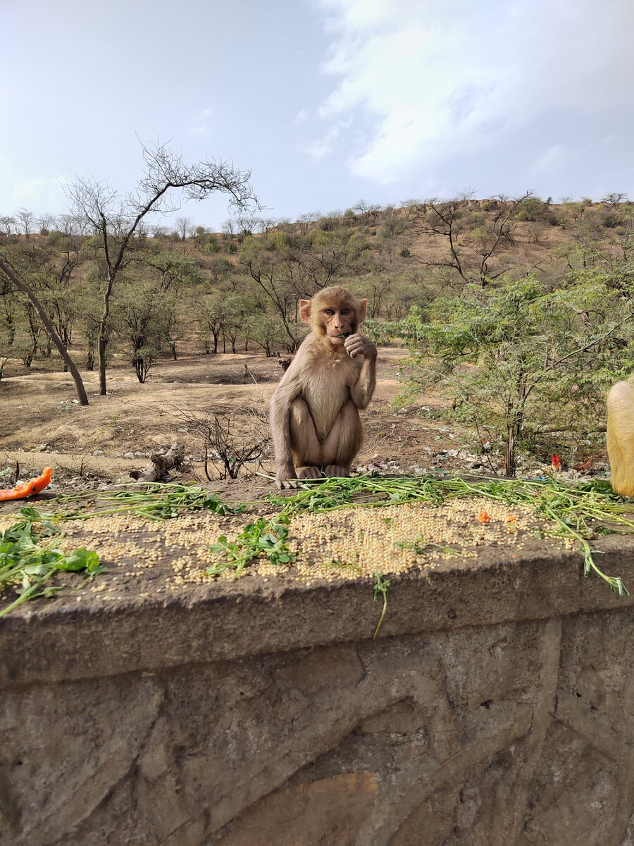 Обезьянки в Индии повсеместно, поведение у всех разное, в основном если не дразнить -дружелюбные)