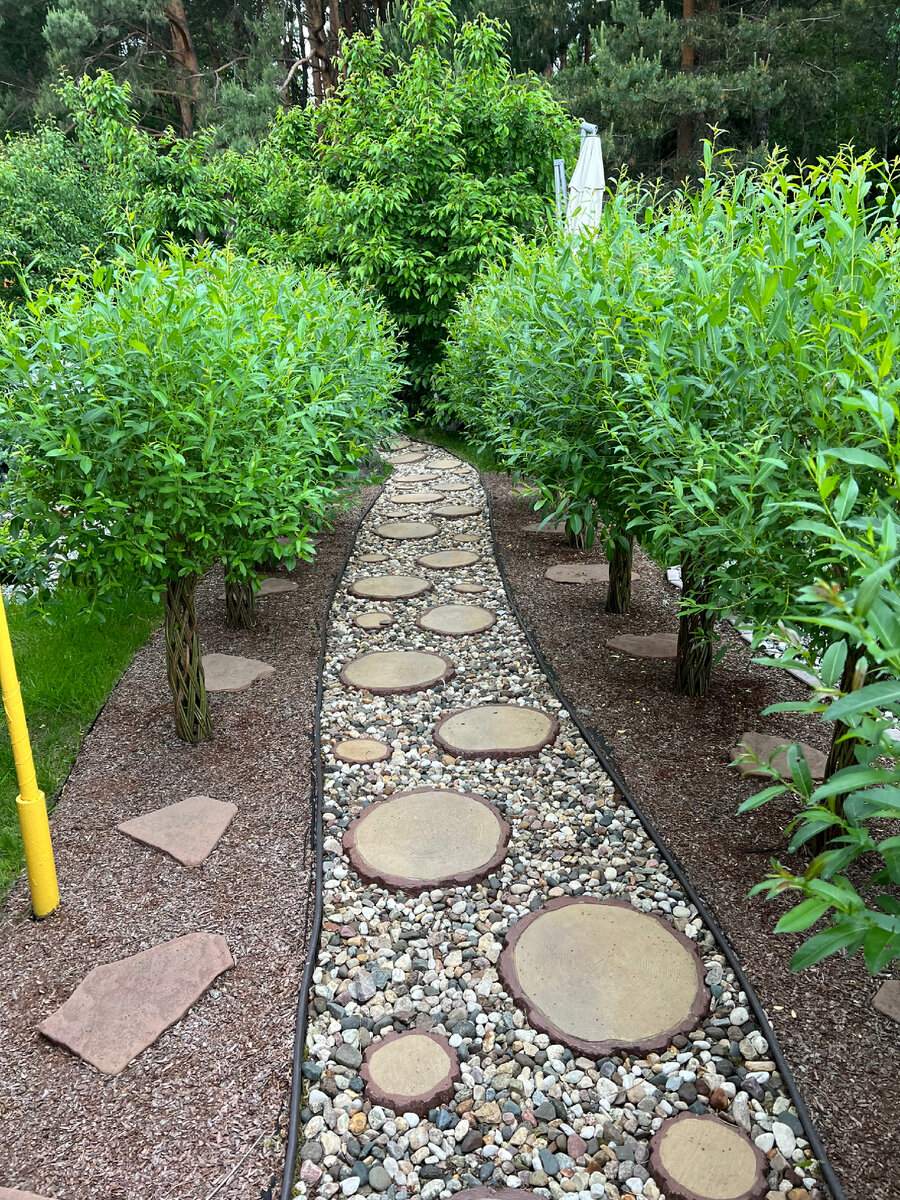 Ивы для сада. Какие сорта подходят больше всего | Гортензии, хвойные, 🌷 ...