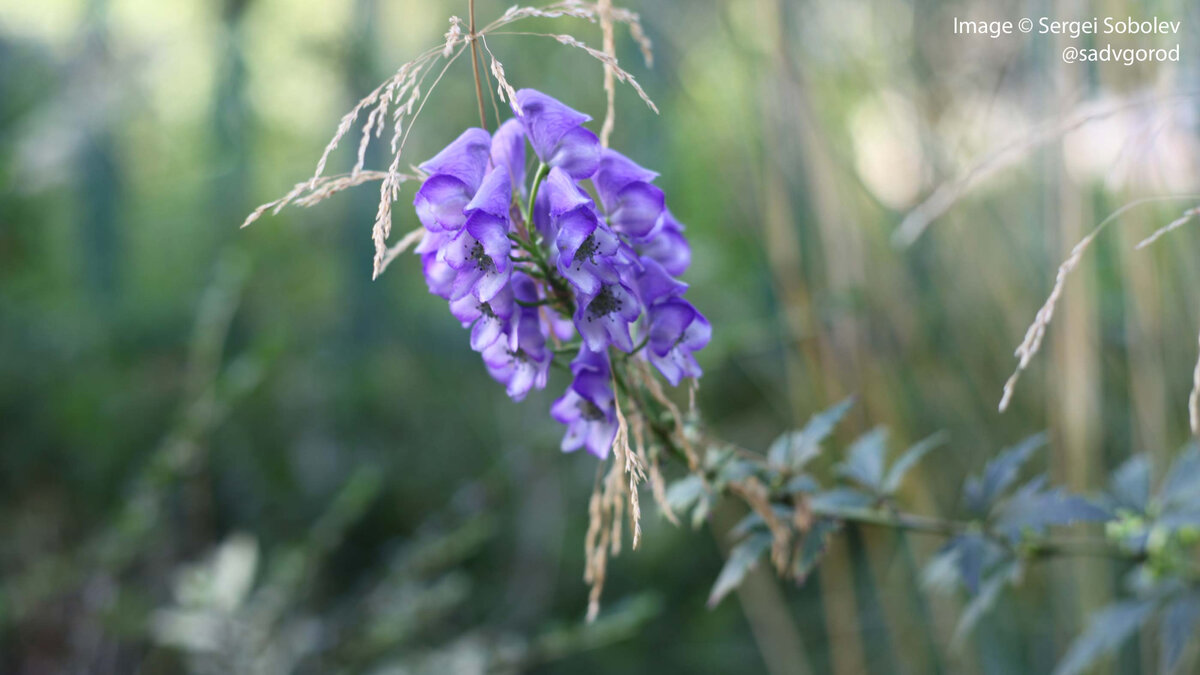 Борец таёжный (Aconitum taigicola). Первое цветение (сезон 2023 г.).