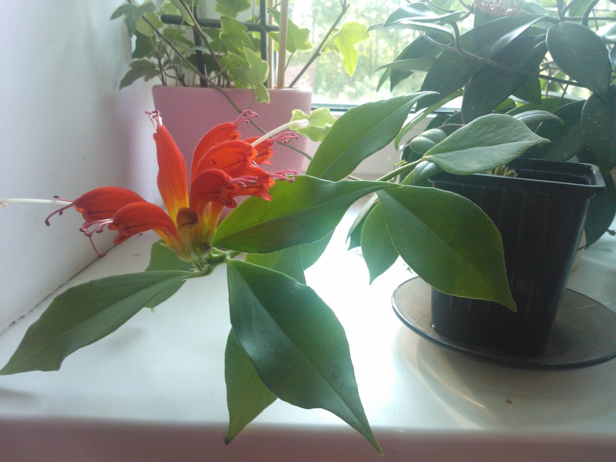    Эсхинантус