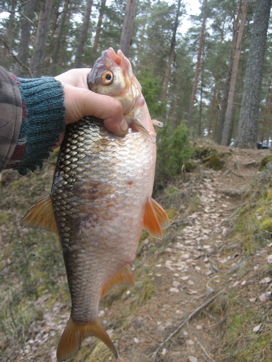 Время ловить "морскую" плотву?! Рыбалка в Весьегонске. | СЕНя | Дзен