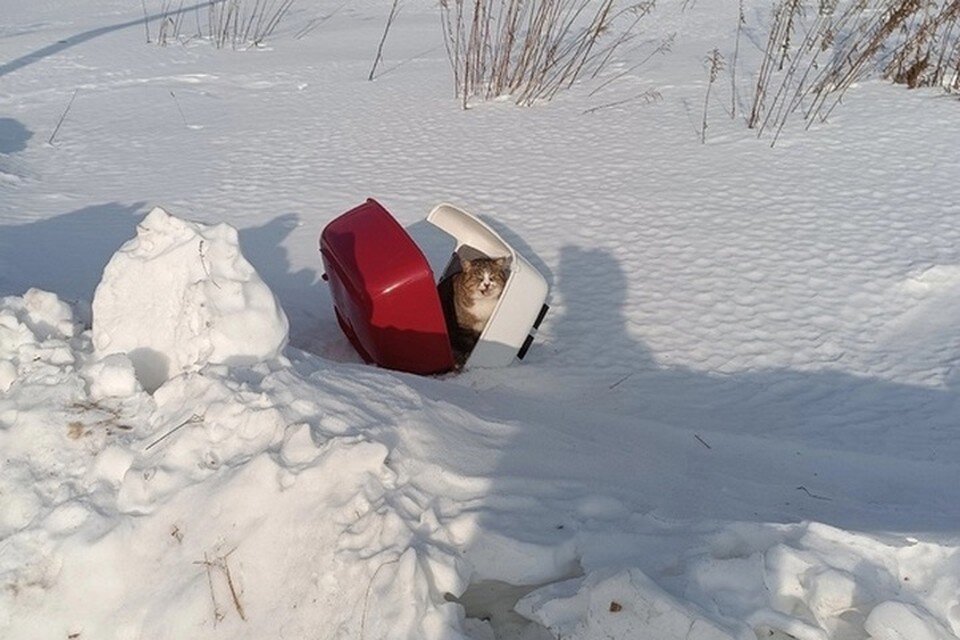    Кошка Туся несколько часов провела на морозе. Фото: "Подслушано, Кстово" в ВК