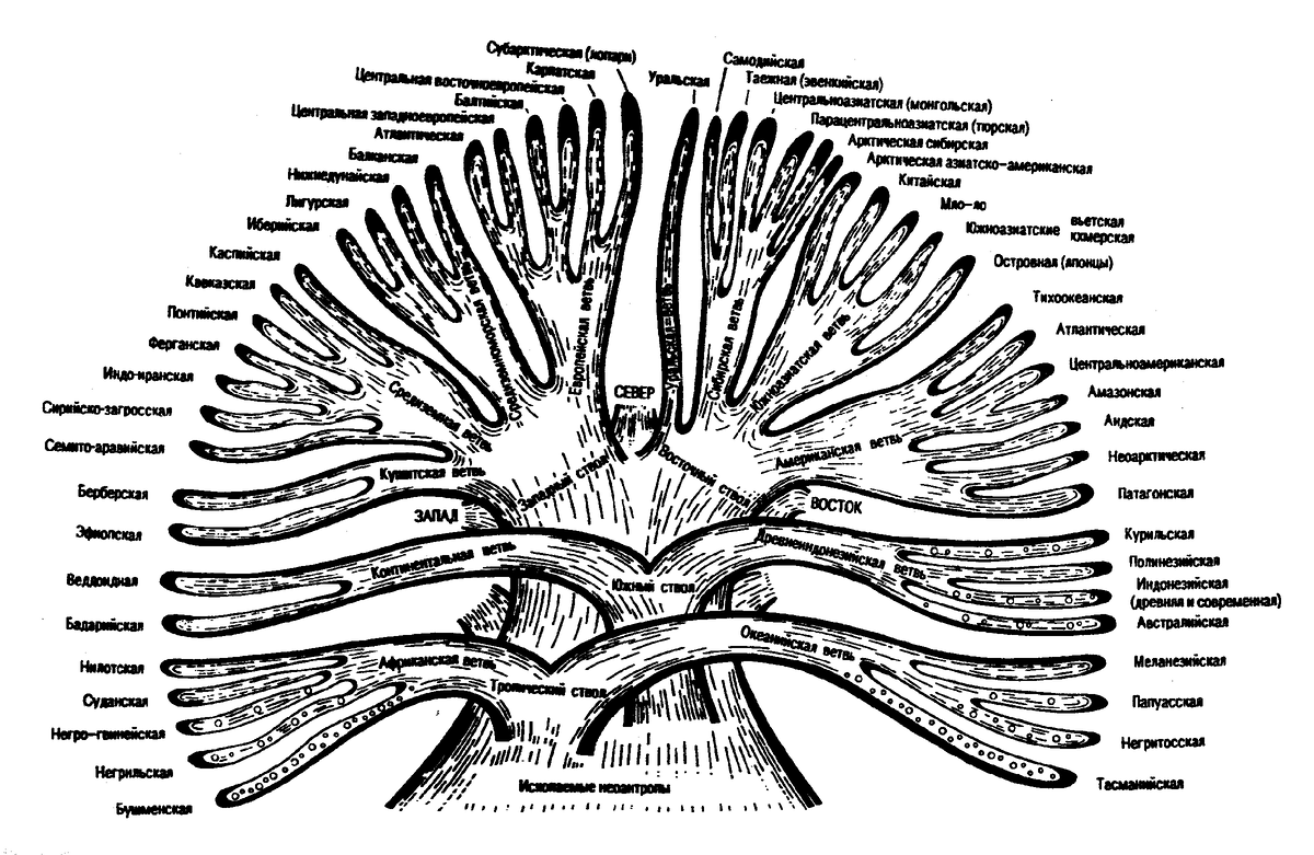 Вот как классифицируют языки современные лингвисты
