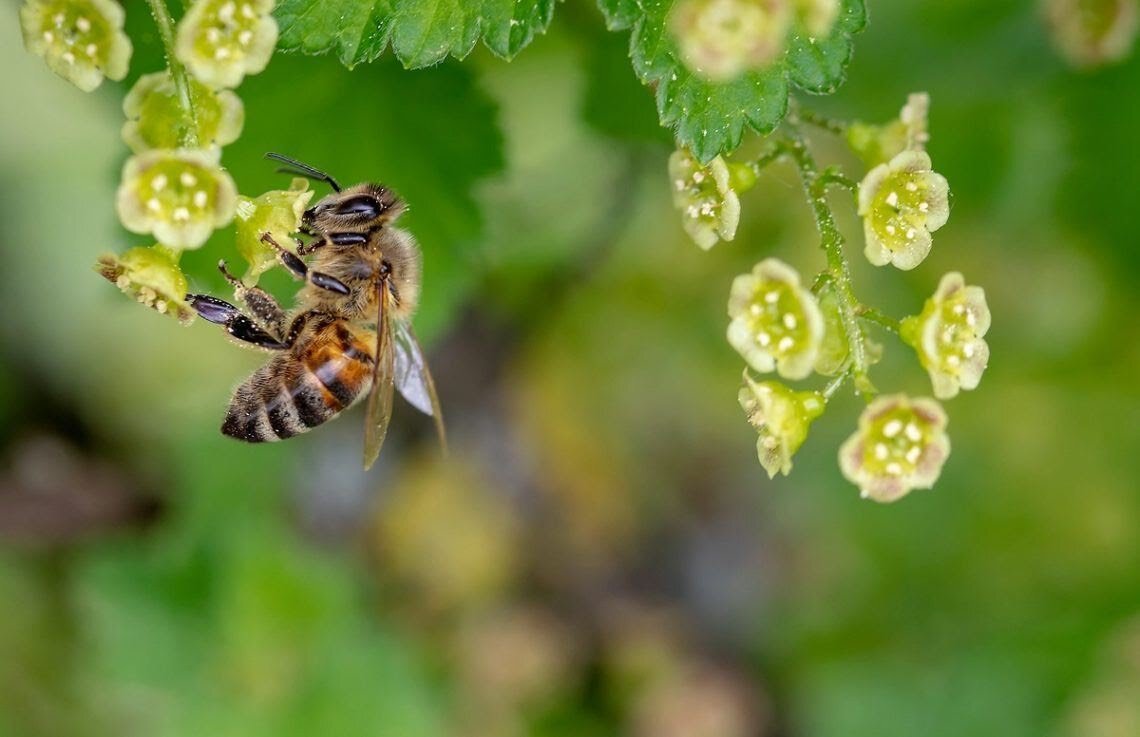  Колония пчел – это единый суперорганизм Медоносные пчелы крайне социальны – их колонии можно смело назвать сверхорганизмами. Пчела, решившая отделиться от улья, не сможет выжить без своей семьи.-2