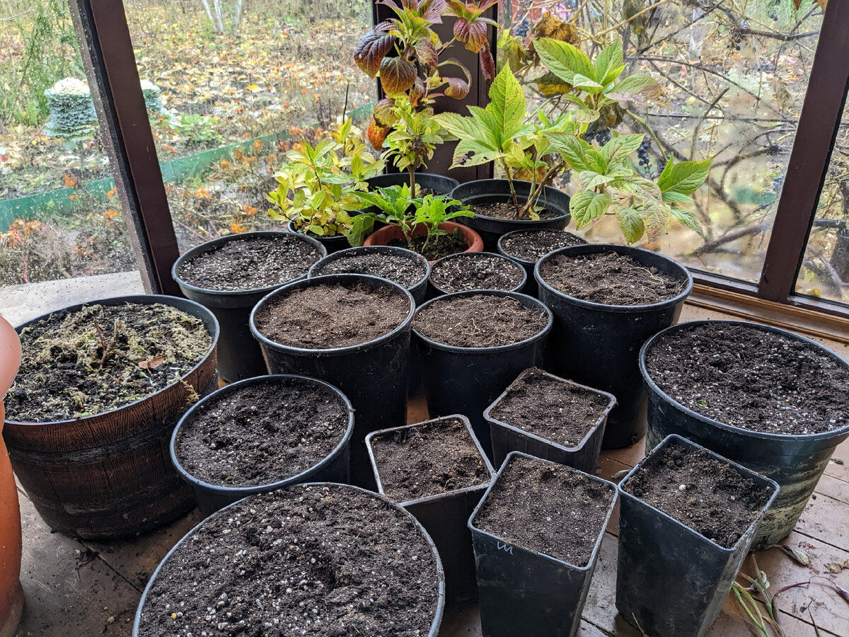 Закопаны в одном из этих горшков 