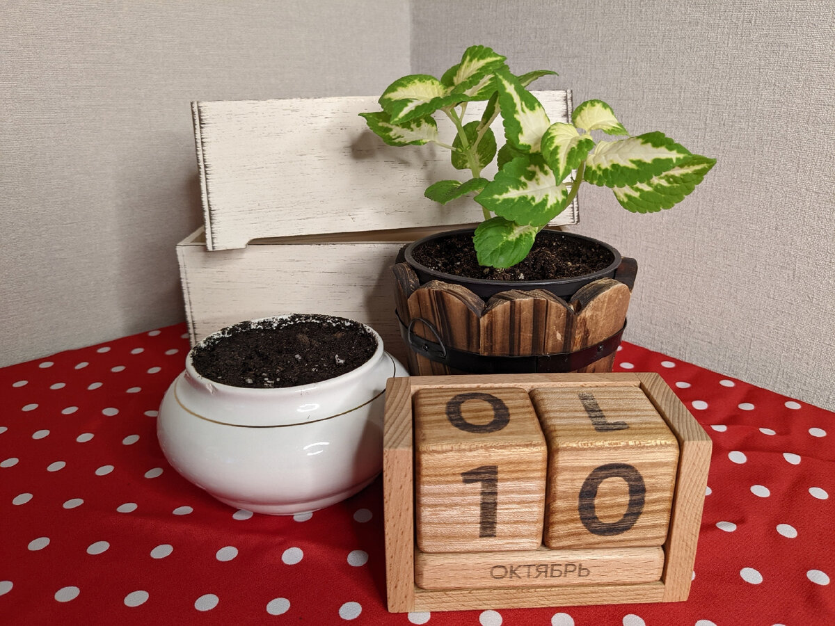 Как же хотелось под новогоднюю ёлку букет подснежников!